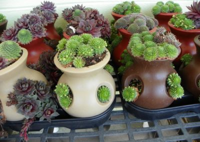 Hen and Chicks Containers