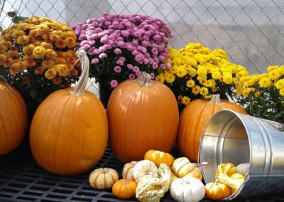 Mums and Pumpkins for fall